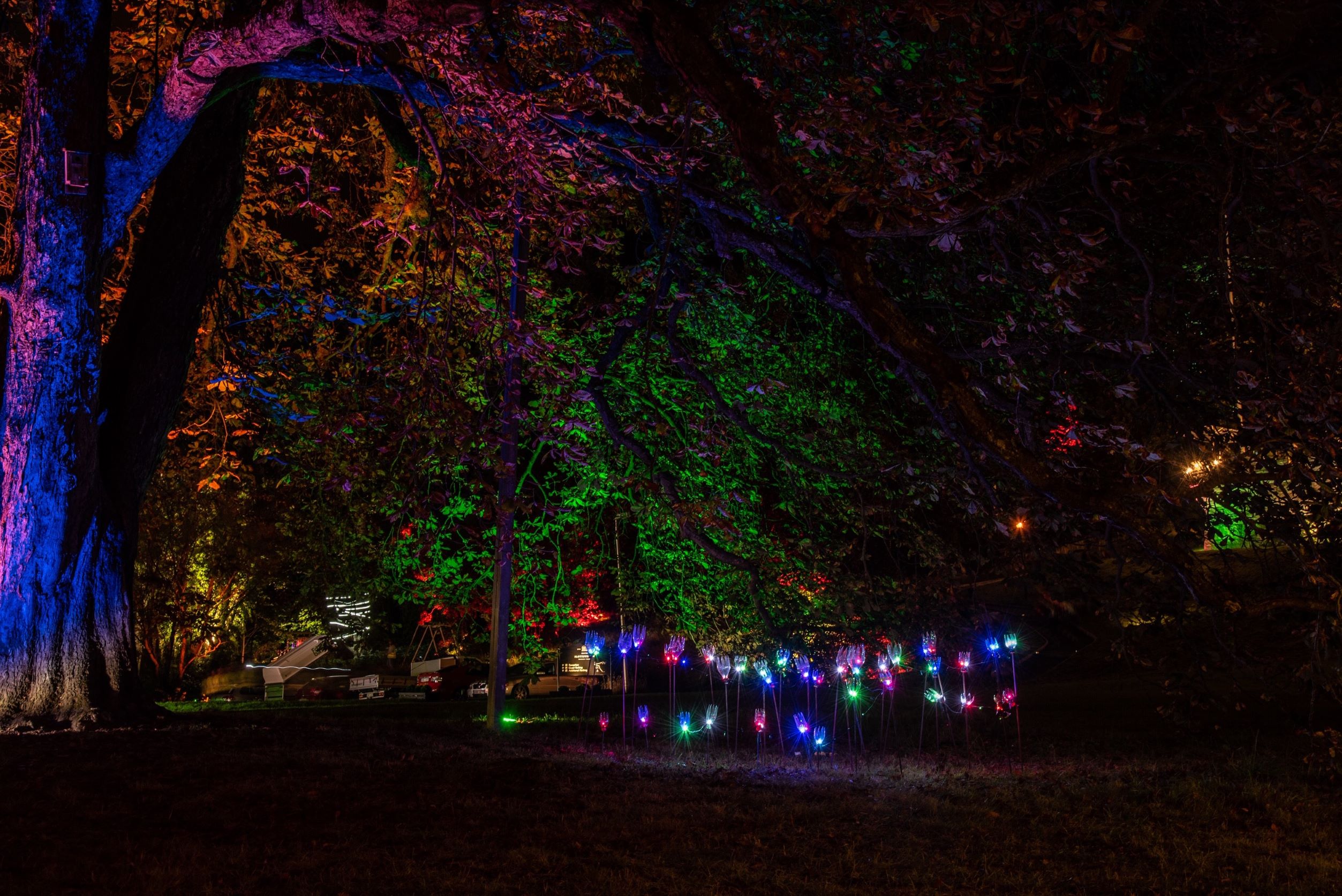 An illuminated tree from the September 2020 light event.